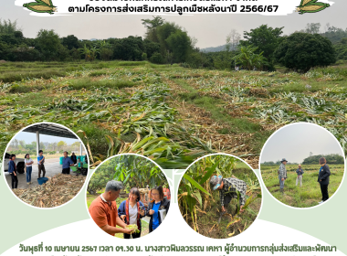 ติดตามการเก็บเกี่ยวข้าวโพดของสมาชิกสหกรณ์การเกษตรแม่ทา จำกัด Image 4